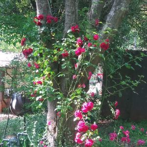 Meet your Posher, Annette